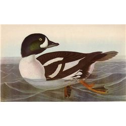 Audubon "Barrow's Golden Eye" - 1937 Lithograph