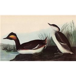 Audubon "Eared Grebe" - 1937 Lithograph