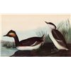 Image 1 : Audubon "Eared Grebe" - 1937 Lithograph