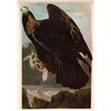Image 1 : Audubon "Golden Eagle" - 1937 Lithograph