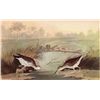 Image 1 : Audubon "Spotted Sandpiper" - 1937 Lithograph