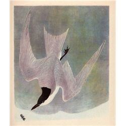 Audubon "Gull Billed Tern" - 1937 Lithograph