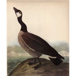 Audubon "Hutchin's Goose" - 1937 Lithograph