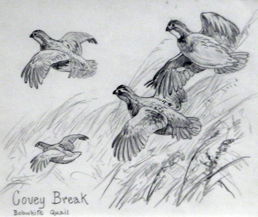 Pencil Drawing, Covey Break Bobwhite Quail, 20th C., N9ENBJ