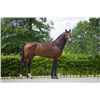 Image 2 : GRAFITI VAN DEN BISSCHOP (Palio) - Darco x Welchy Van Het Kromveldhof, 2006 Stallion