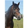 Image 3 : GRAFITI VAN DEN BISSCHOP (Palio) - Darco x Welchy Van Het Kromveldhof, 2006 Stallion