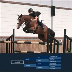 DENVER - Lord Z x Ahorn, 2008 Gelding, KWPN, Bay,  +16.1h (1.64m)