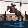 Image 1 : DENVER - Lord Z x Ahorn, 2008 Gelding, KWPN, Bay,  +16.1h (1.64m)