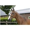 Image 2 : DENVER - Lord Z x Ahorn, 2008 Gelding, KWPN, Bay,  +16.1h (1.64m)
