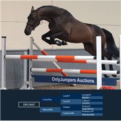 DIPLOMAT - Lucky Boy x Voltaire, 2008 Gelding, KWPN, Brown, +16.3h (1.69m)