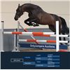 Image 1 : DIPLOMAT - Lucky Boy x Voltaire, 2008 Gelding, KWPN, Brown, +16.3h (1.69m)