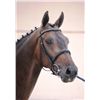 Image 2 : DIPLOMAT - Lucky Boy x Voltaire, 2008 Gelding, KWPN, Brown, +16.3h (1.69m)