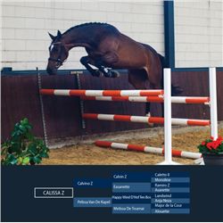 CALISSA Z - Calvino Z x Happy Wind D'Hof Ten Bos - 2008 Mare, Zangersheide, Brown, +16.1h (1.65m)