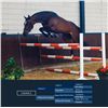 Image 1 : CALISSA Z - Calvino Z x Happy Wind D'Hof Ten Bos - 2008 Mare, Zangersheide, Brown, +16.1h (1.65m)