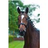 Image 2 : CALISSA Z - Calvino Z x Happy Wind D'Hof Ten Bos - 2008 Mare, Zangersheide, Brown, +16.1h (1.65m)