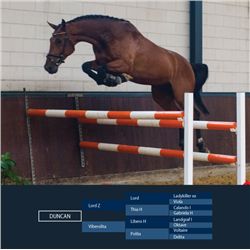 DUNCAN - Lord Z x Libero H -2008 Gelding, KWPN, Bay, +16.3h (1.69m)