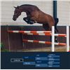 Image 1 : DUNCAN - Lord Z x Libero H -2008 Gelding, KWPN, Bay, +16.3h (1.69m)