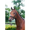 Image 2 : DUNCAN - Lord Z x Libero H -2008 Gelding, KWPN, Bay, +16.3h (1.69m)