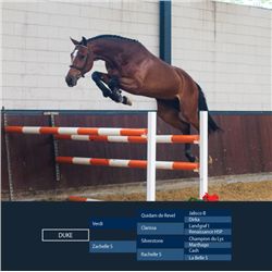 DUKE - Verdi x Silverstone, 2008 Gelding, KWPN, Brown, +16.1h (1.63m)