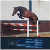 Image 1 : DUKE - Verdi x Silverstone, 2008 Gelding, KWPN, Brown, +16.1h (1.63m)