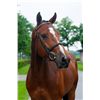 Image 2 : DUKE - Verdi x Silverstone, 2008 Gelding, KWPN, Brown, +16.1h (1.63m)