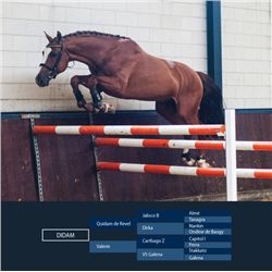 DIDAM - Quidam de Revel x Carthago Z, 2008 Stallion, KWPN, Chestnut, +16.2h (1.66m)