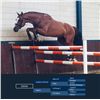 Image 1 : DIDAM - Quidam de Revel x Carthago Z, 2008 Stallion, KWPN, Chestnut, +16.2h (1.66m)