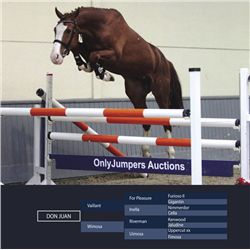 DON JUAN - Valiant x Riverman, 2008 Gelding, Chestnut, +16.1h (1.64m)