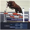 Image 1 : DON JUAN - Valiant x Riverman, 2008 Gelding, Chestnut, +16.1h (1.64m)