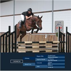CADANZ M- OL Metta x Concorde, 2007 Gelding, KWPN, Bay,  +16.2h (1.68m)