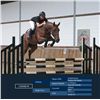 Image 1 : CADANZ M- OL Metta x Concorde, 2007 Gelding, KWPN, Bay,  +16.2h (1.68m)