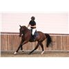 Image 2 : CADANZ M- OL Metta x Concorde, 2007 Gelding, KWPN, Bay,  +16.2h (1.68m)