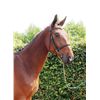 Image 3 : CADANZ M- OL Metta x Concorde, 2007 Gelding, KWPN, Bay,  +16.2h (1.68m)