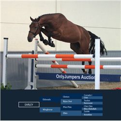 EARLEY - Eldorado x Phin Phin, 2009 Gelding, KWPN, Bay, +16.1h (1.64 m)