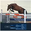Image 1 : EARLEY - Eldorado x Phin Phin, 2009 Gelding, KWPN, Bay, +16.1h (1.64 m)
