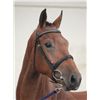 Image 2 : EARLEY - Eldorado x Phin Phin, 2009 Gelding, KWPN, Bay, +16.1h (1.64 m)