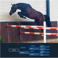 DANTE - Contendro I x Libero H - 2008 Gelding, KWPN, Brown, +16.2h (1.68m)