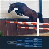 Image 1 : DANTE - Contendro I x Libero H - 2008 Gelding, KWPN, Brown, +16.2h (1.68m)