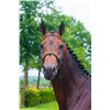 Image 2 : DANTE - Contendro I x Libero H - 2008 Gelding, KWPN, Brown, +16.2h (1.68m)