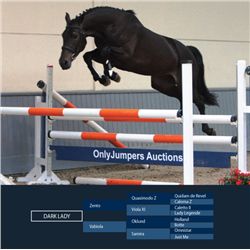 DARK LADY - Zento x Oklund, 2008 Mare, KWPN, Brown,  +16.2h (1.66 m)
