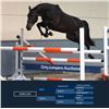 Image 1 : DARK LADY - Zento x Oklund, 2008 Mare, KWPN, Brown,  +16.2h (1.66 m)