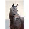Image 2 : DARK LADY - Zento x Oklund, 2008 Mare, KWPN, Brown,  +16.2h (1.66 m)