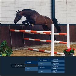 DIAMANT - Vaillant X Caretino, 2008 Gelding, KWPN, Brown, +16.2h (1.66m)