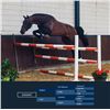Image 1 : DIAMANT - Vaillant X Caretino, 2008 Gelding, KWPN, Brown, +16.2h (1.66m)