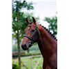 Image 2 : DIAMANT - Vaillant X Caretino, 2008 Gelding, KWPN, Brown, +16.2h (1.66m)