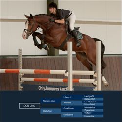 DON UNO - Numero Uno X Goodtimes, 2008 Gelding, KWPN, Brown, +15.3h (1.60m)