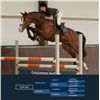 Image 1 : DON UNO - Numero Uno X Goodtimes, 2008 Gelding, KWPN, Brown, +15.3h (1.60m)