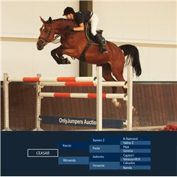 CEASAR - Rascin X Indoctro, 2007 Gelding, KWPN, Brown, +16.2h (1.67m)