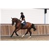 Image 2 : CEASAR - Rascin X Indoctro, 2007 Gelding, KWPN, Brown, +16.2h (1.67m)