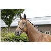 Image 3 : CEASAR - Rascin X Indoctro, 2007 Gelding, KWPN, Brown, +16.2h (1.67m)
